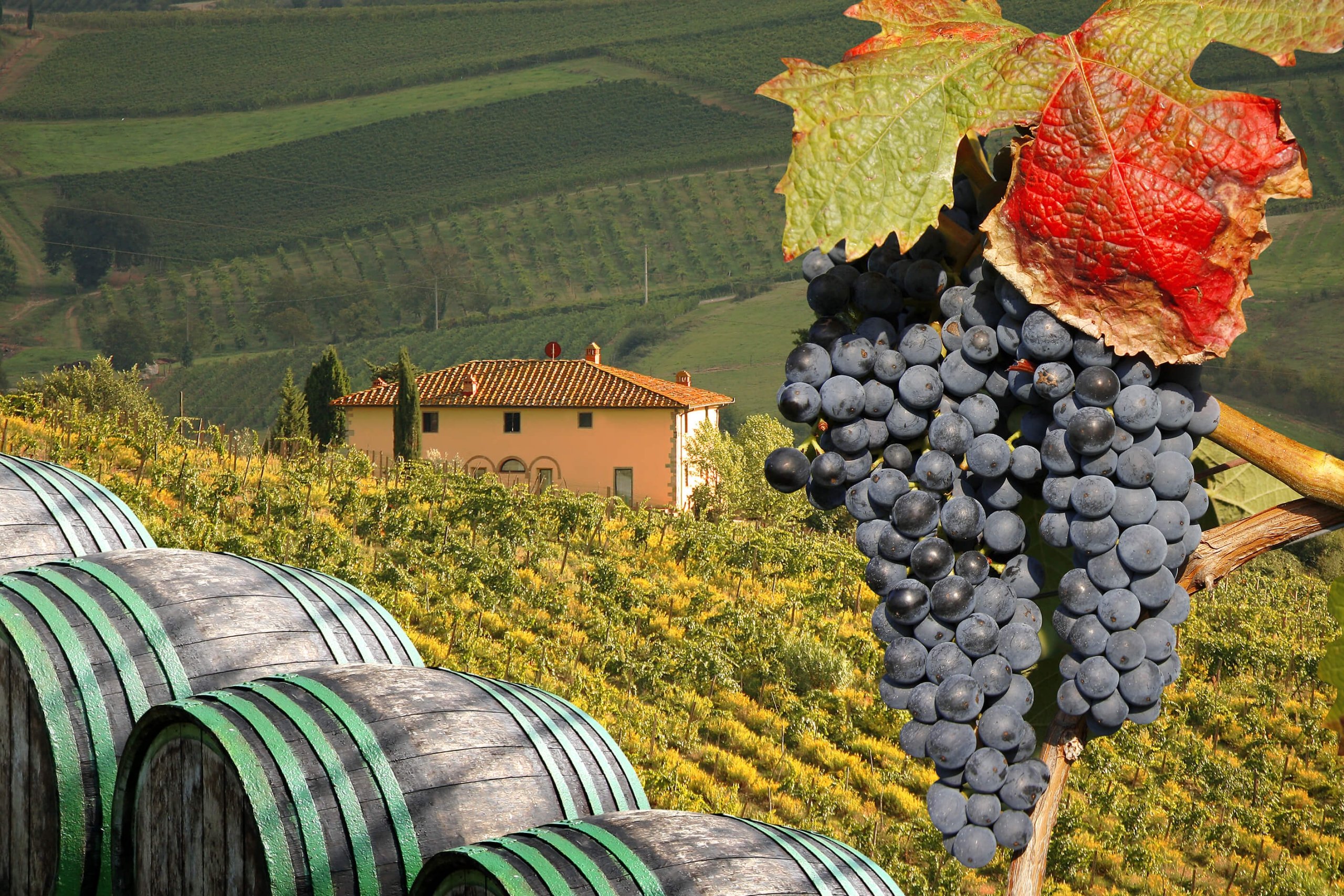 italy vineyard images