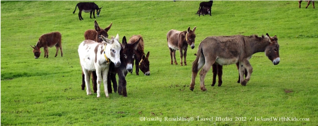 Donkey Sanctuary near Mallow in Ireland